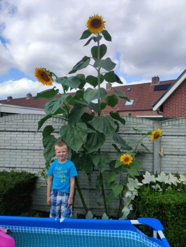 2022-zonnebloem.jpg